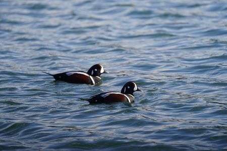 シノリガモ　♂