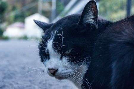 こっち、ついてきな