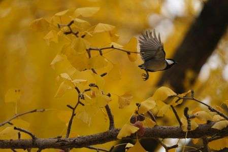 茨城県立歴史館のイチョウ