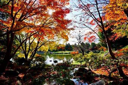 紅葉　昭和記念公園