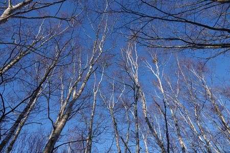 厳冬期の自然林