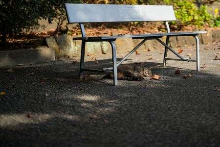 平和な昼下がり