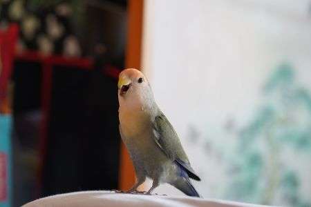 コザクラインコ