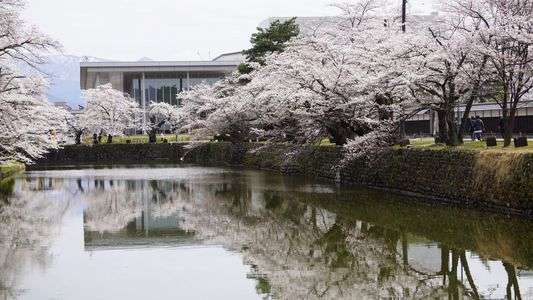 水面にうつる逆さ桜