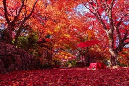 『紅葉の絨毯』