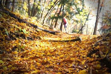 イエローカーペット