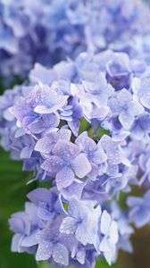 淡い紫のアジサイ