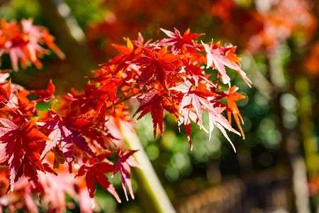 今年は色付きが遅い