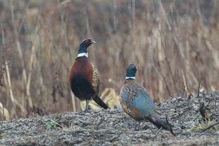 小雨降る中、2羽が