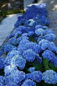 三室戸寺（京都）の残念な紫陽花