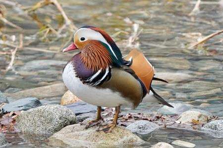 綺麗なオシドリさん✌️
