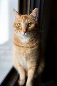 24-70mmF2.8 GM Ⅱ試し撮り