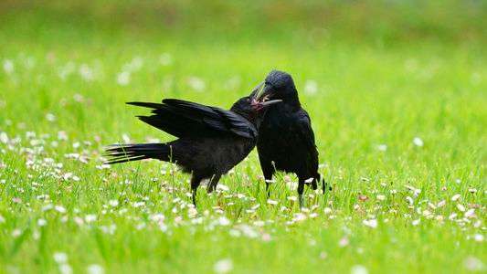 ご飯ちょうだい！