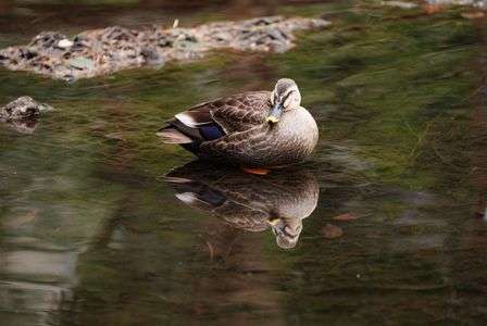 鴨リフレクション