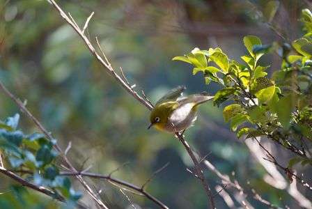 飛び立てメジロ