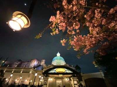 ソアリン   川津桜