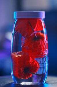 透かしほおずきを作る　1日目