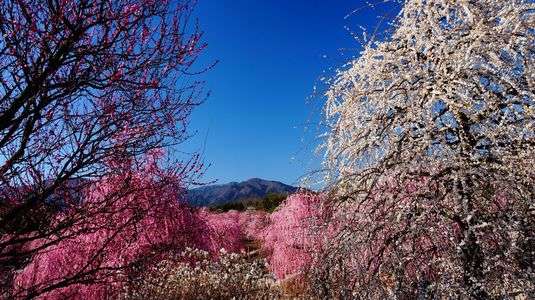 鈴鹿の森庭園　梅まつり2023