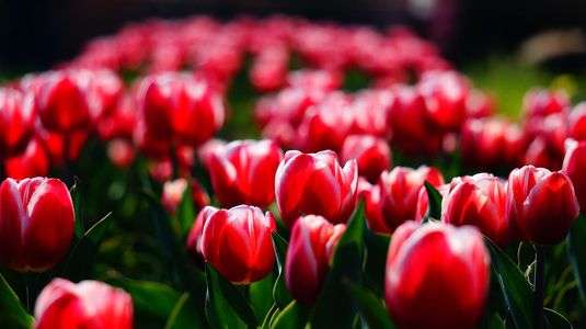 馬見丘陵公園に春が来た