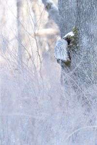 森のなか　冬の朝　