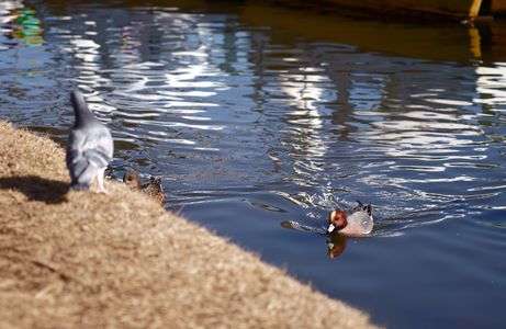 狙うヒドリガモ。目をそらす鳩。
