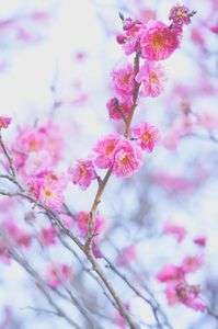 もうすぐ春がやってきますよー！！