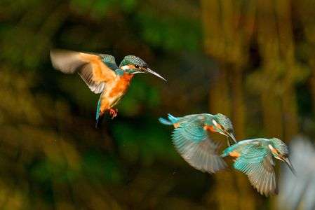 翡翠　ーホバリングー