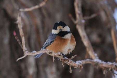 かわいい表情のヤマガラさん