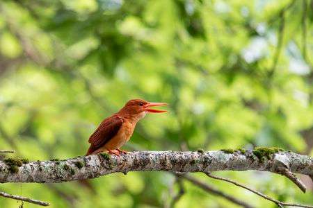 今年もアカショウビンが帰ってきました