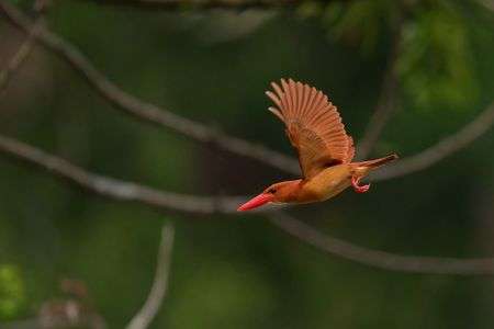 アカショウビンプリキャプチャ