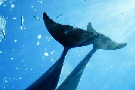Dolphin tail fin