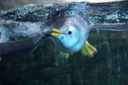 子供ペンギン🐧