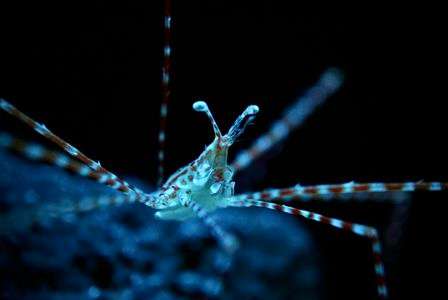 ぞくぞくしんかいぎょ！