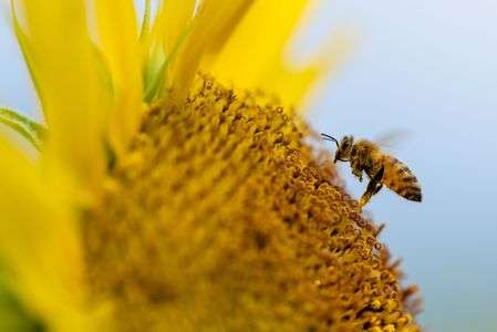 ヒマワリとミツバチ