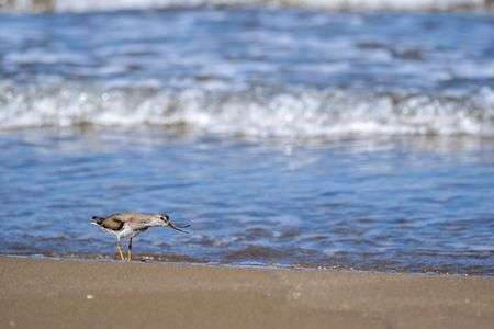 石川県千里浜なぎさドライブウェイにて