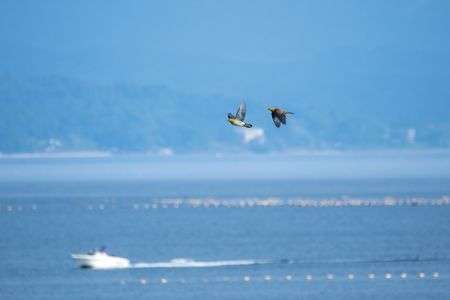 雨晴海岸とアオバト