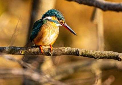 久々のカワセミと時間！
