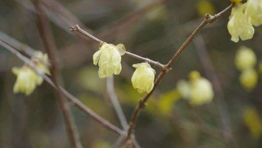 登山道わきの蝋梅