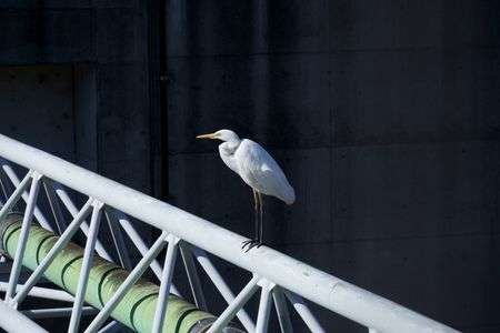 放水路に架かるガス管でくつろぐダイサギ（モモジロ）
