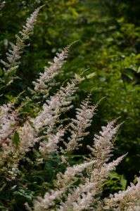 右肩上がり草と命名した。