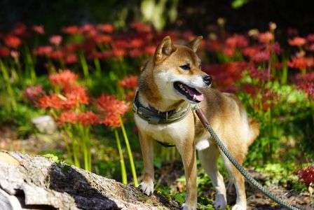 彼岸花と柴犬