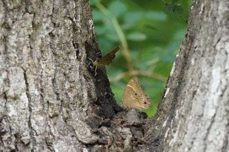 ヒメジャノメ①