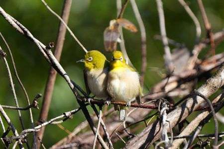 メジロの毛づくろい
