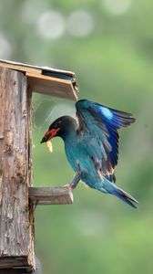 ブッポウソウの給餌