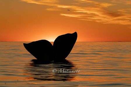 黄昏のミナミセミクジラ