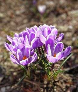 クロッカスの目覚め…