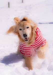 雪が大好きなユキ