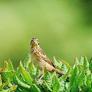 かわいいホオアカさん