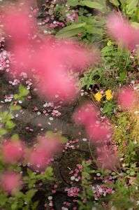 小川の隅にも春の彩