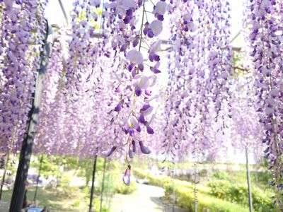 #フラワー2025#滝のような藤
